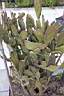 OPUNTIA FICUS-INDICA.jpg